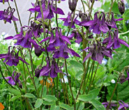 Aquilegia Yabeana